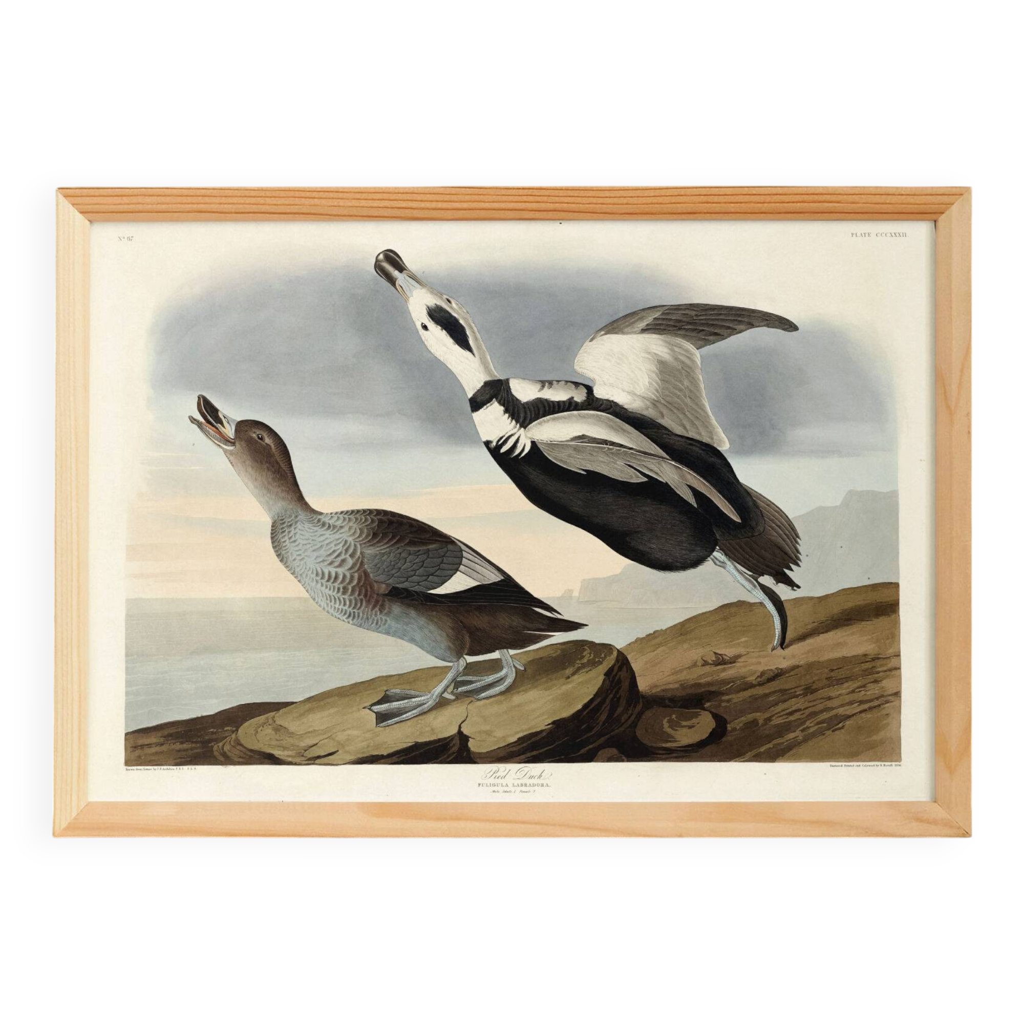 Poster about “the Long-tailed Duck”, after an old engraving