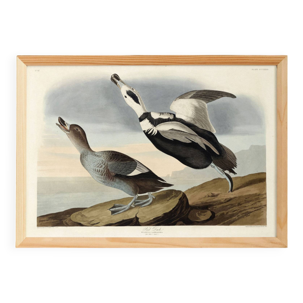 Affiche sur “le Canard à longue queue”, d’après une gravure ancienne