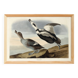 Poster about “the Long-tailed Duck”, after an old engraving