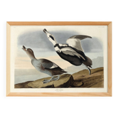 Affiche sur “le Canard à longue queue”, d’après une gravure ancienne