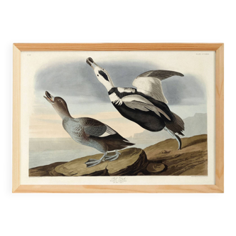 Poster about “the Long-tailed Duck”, after an old engraving