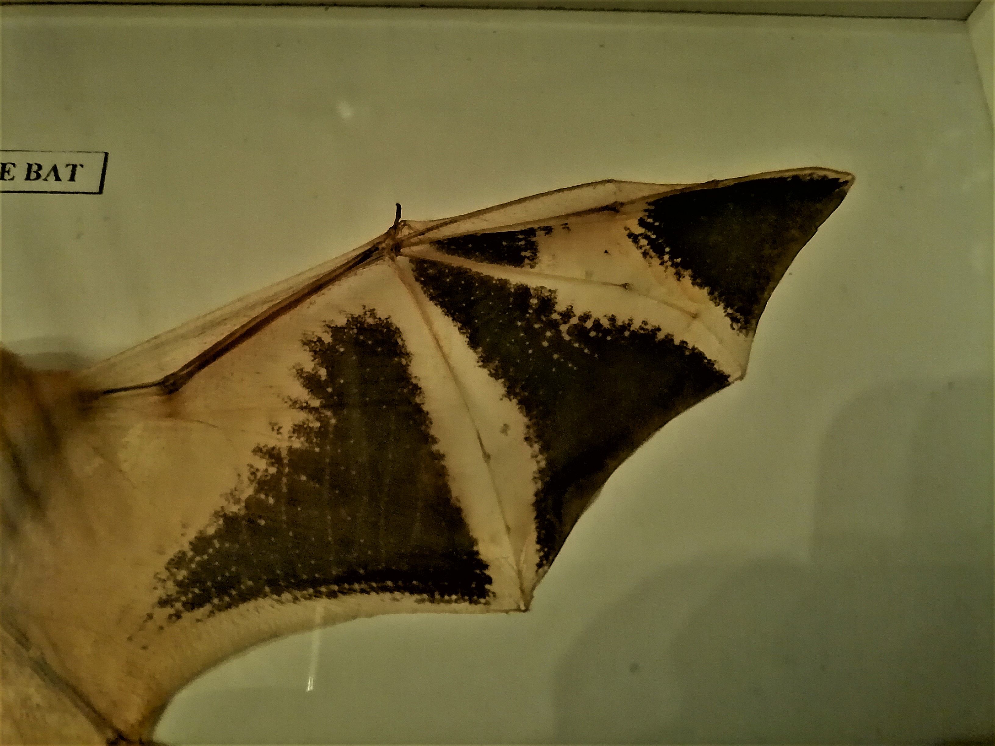 Curiosity, taxidermy, entomology, stuffed bat