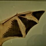 Curiosity, taxidermy, entomology, stuffed bat