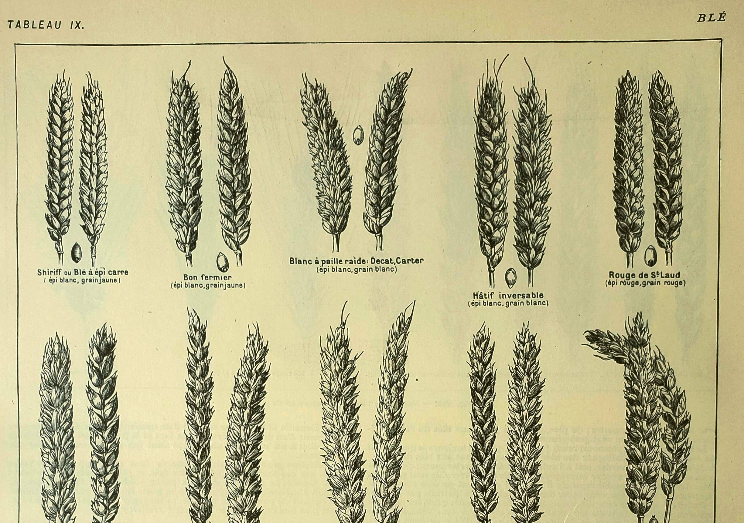 Botanical plate 1921 M. Dessertenne - Wheat 1 - Vintage cereal engraving
