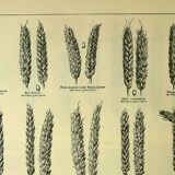Botanical plate 1921 M. Dessertenne - Wheat 1 - Vintage cereal engraving