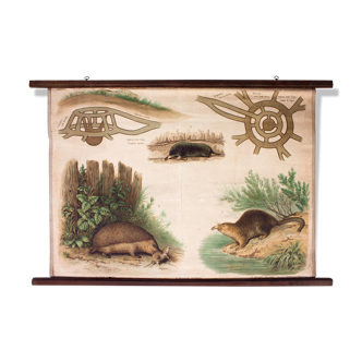 Educational poster, taupe, hedgehog, 1878