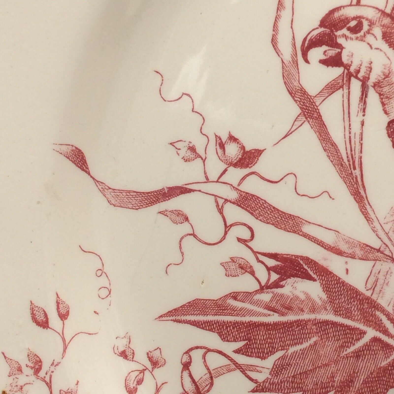 2 ancient plates longchamp congo parrot antique french plate parrot