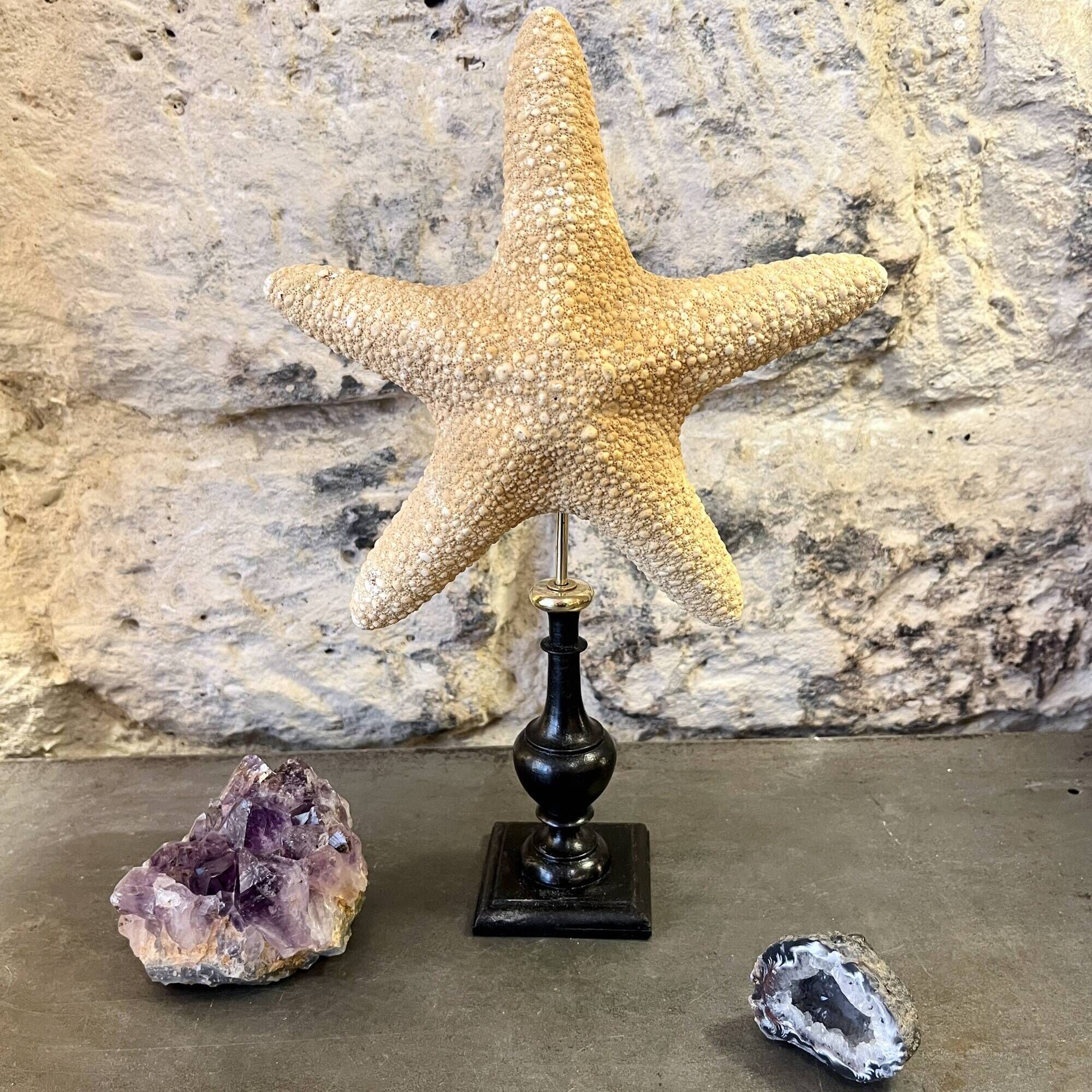 Starfish on a turned wooden base, late 19th century - cabinet of curiosities