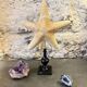 Starfish on a turned wooden base, late 19th century - cabinet of curiosities