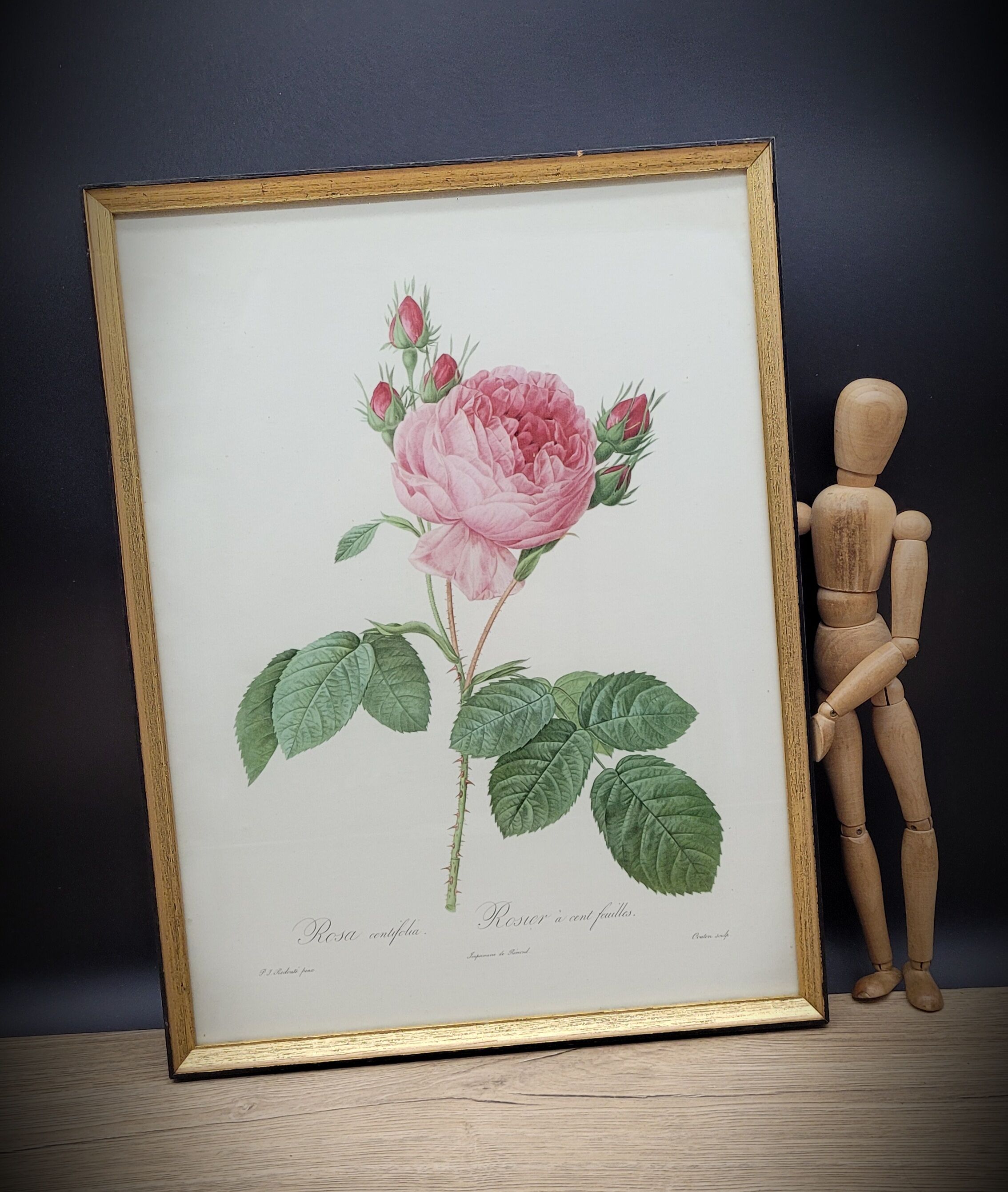 Hundred leaf rose lithograph