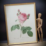 Hundred leaf rose lithograph