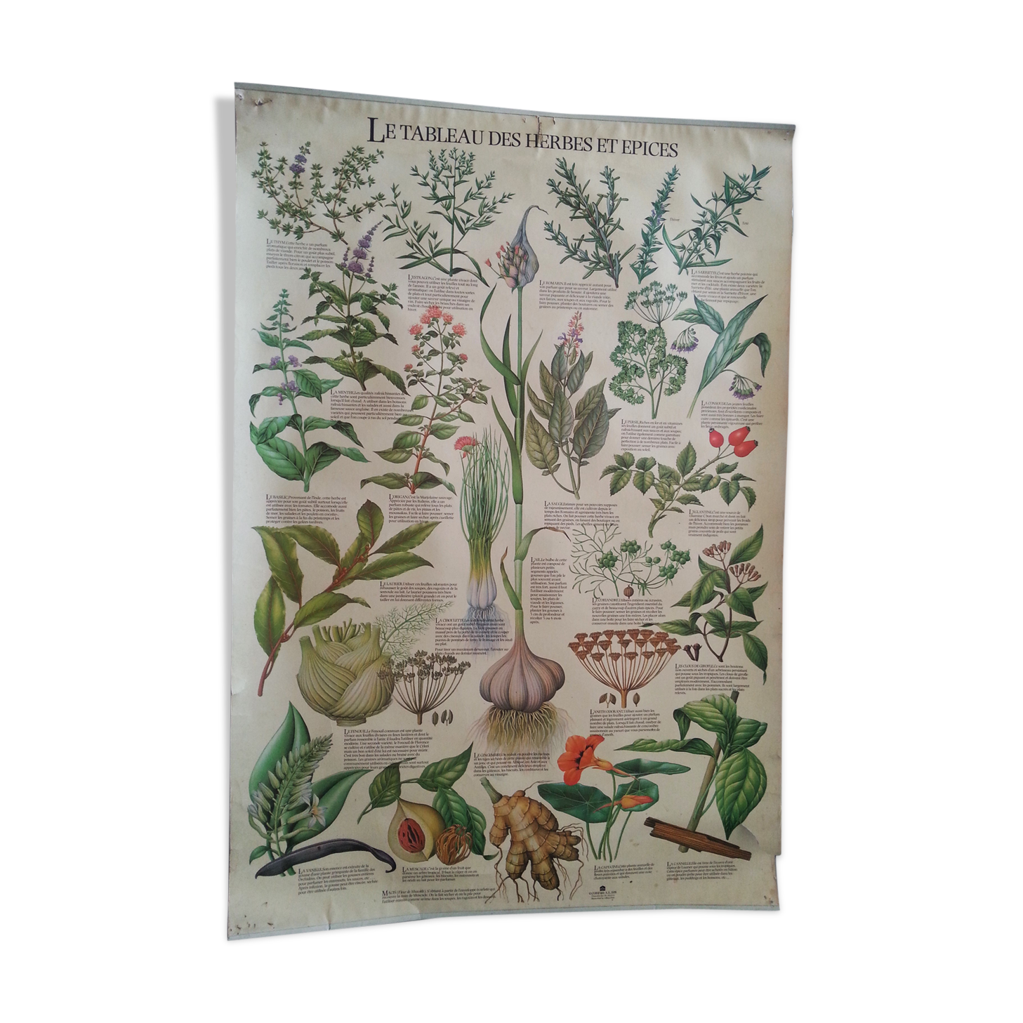1978 botanical vintage poster