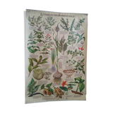 1978 botanical vintage poster