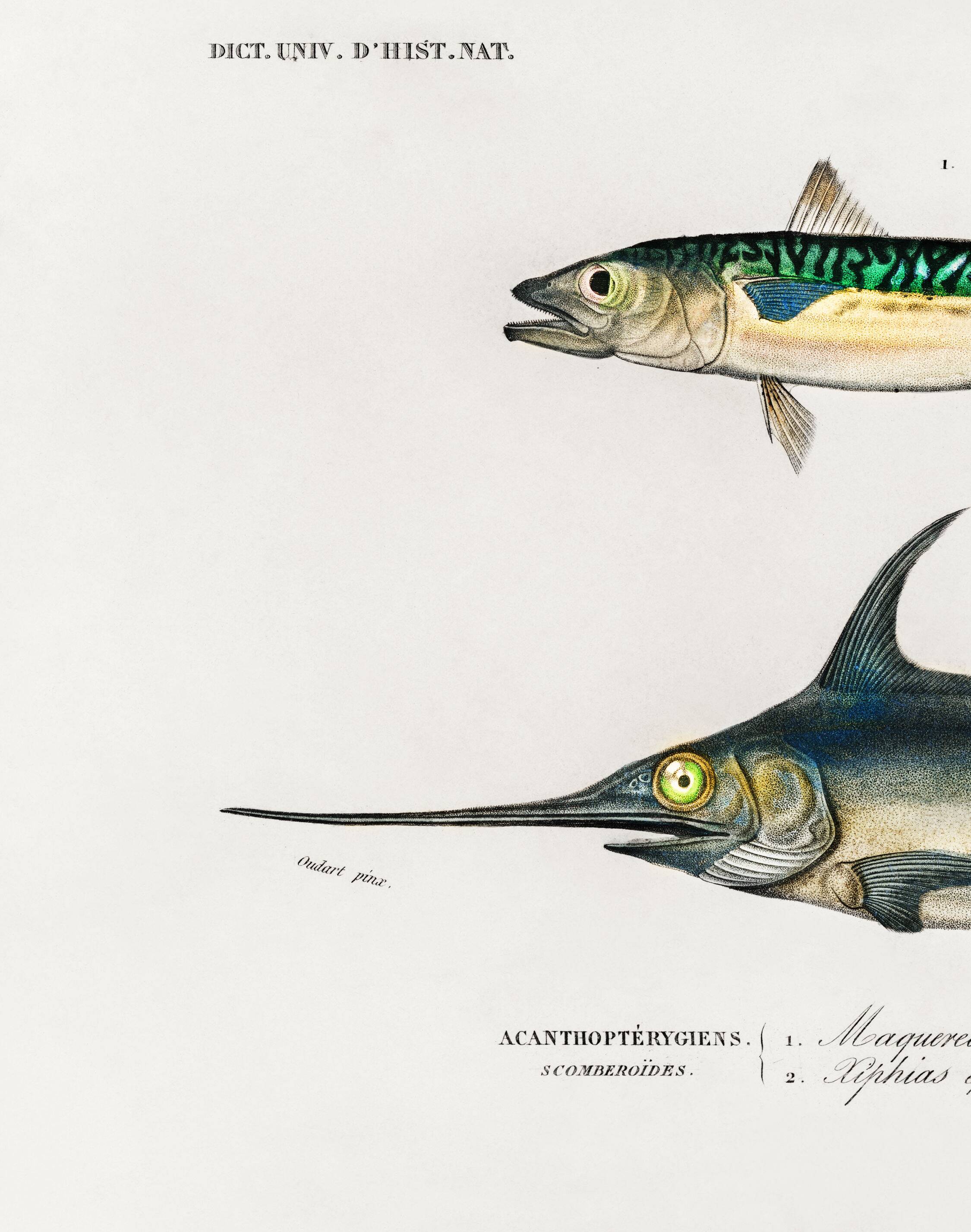 Poster about mackerel and swordfish, based on an old engraving from 1849