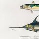 Poster about mackerel and swordfish, based on an old engraving from 1849