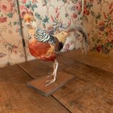 Naturalized golden pheasant taxidermy