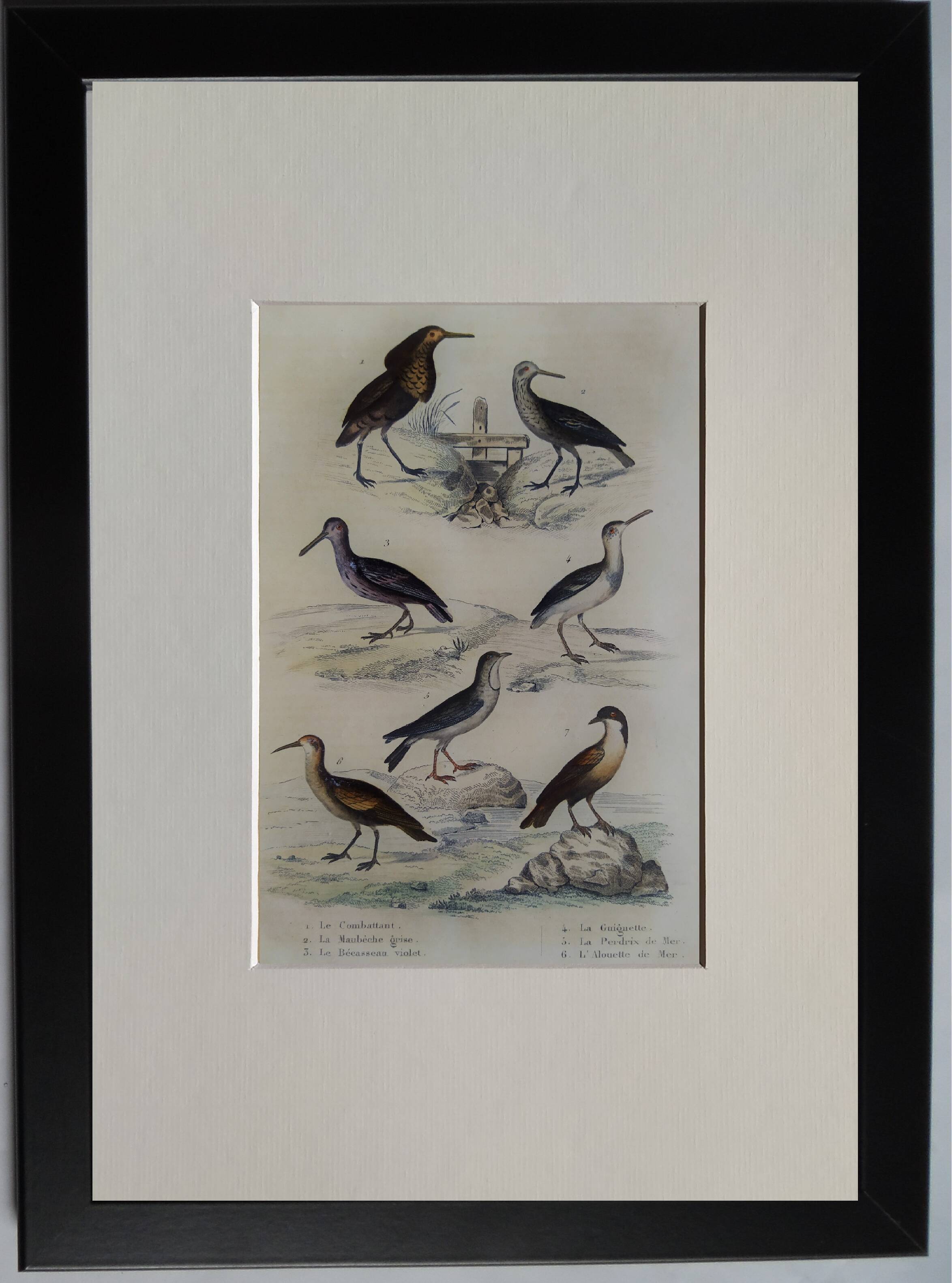 Original ornithological plate "