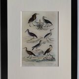 Original ornithological plate "