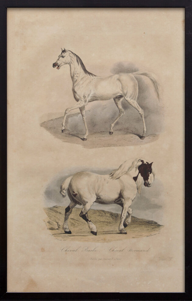 Lithography engraving vintage horse - 1850