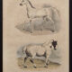 Lithography engraving vintage horse - 1850