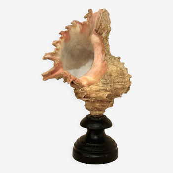 Old Murex conch shell on turned wooden base Napoleon III vintage cabinet of curiosities