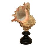 Old Murex conch shell on turned wooden base Napoleon III vintage cabinet of curiosities