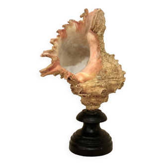 Old Murex conch shell on turned wooden base Napoleon III vintage cabinet of curiosities