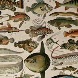 Lithograph on fish (cernier) - 1900