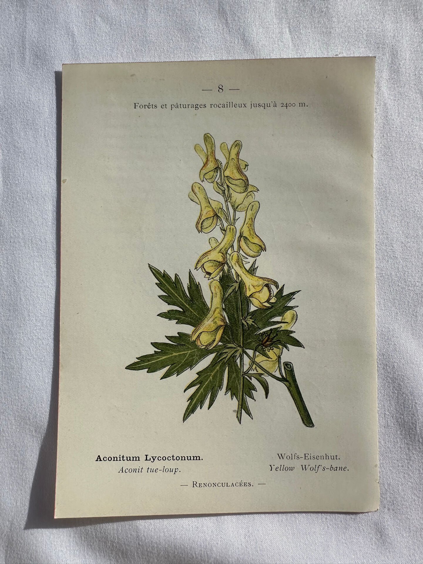 Naturalist Plate – 19th Century Botanical Engraving, Double-Sided