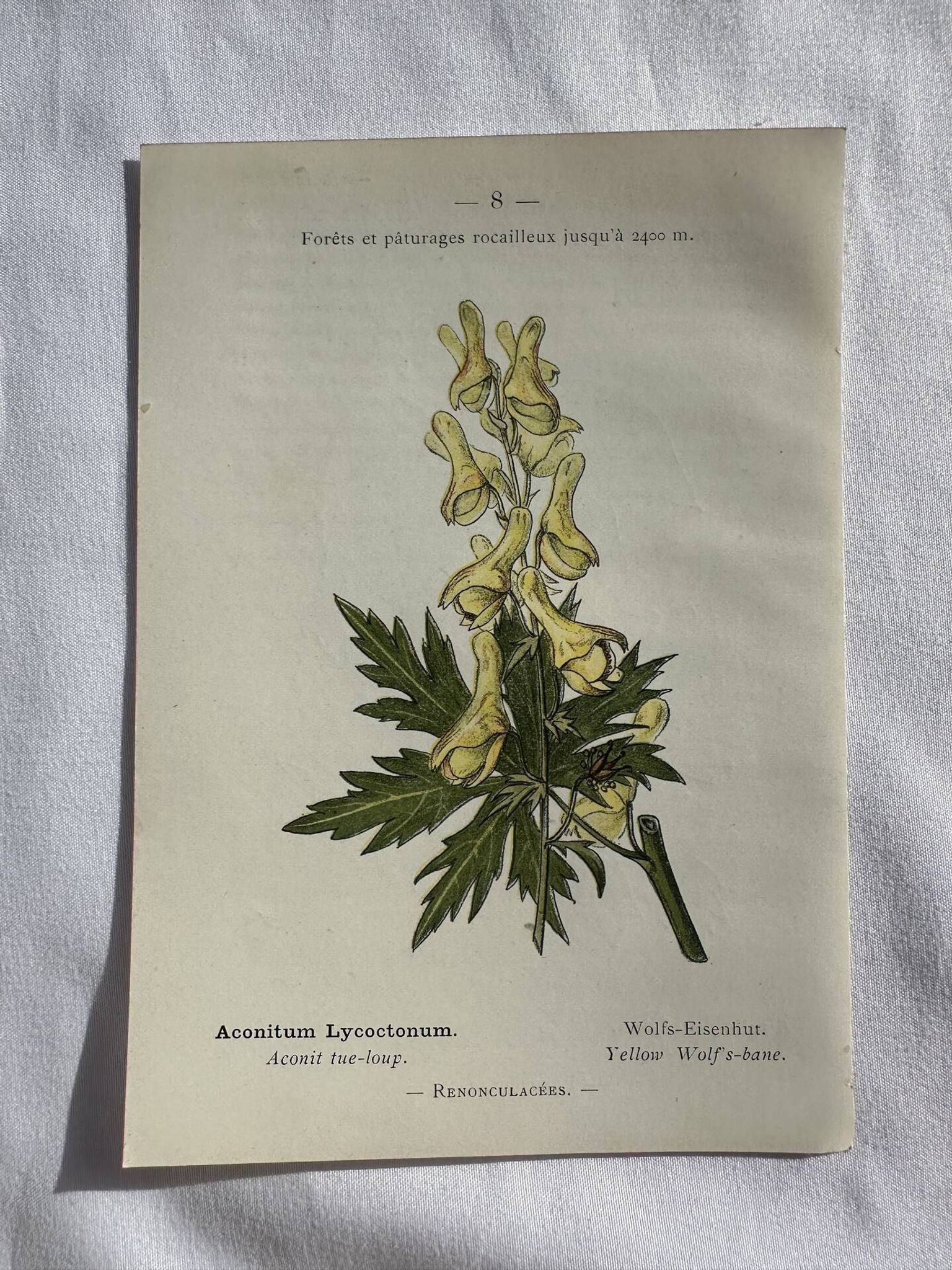 Planche Naturaliste – Gravure botanique ancienne 19eme  recto verso