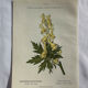 Naturalist Plate – 19th Century Botanical Engraving, Double-Sided