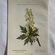 Planche Naturaliste – Gravure botanique ancienne 19eme  recto verso