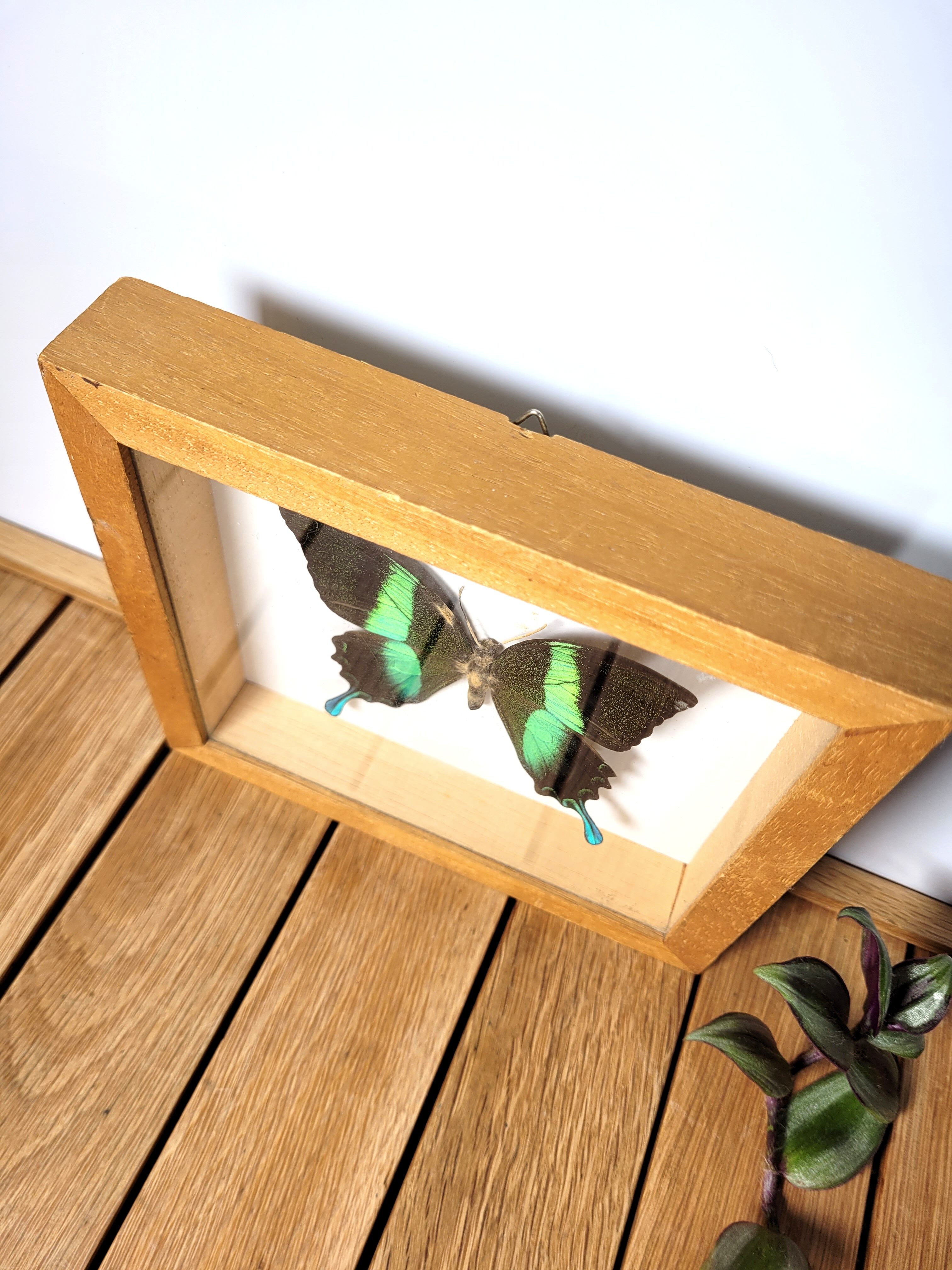 Butterfly frame Papilio blumei
