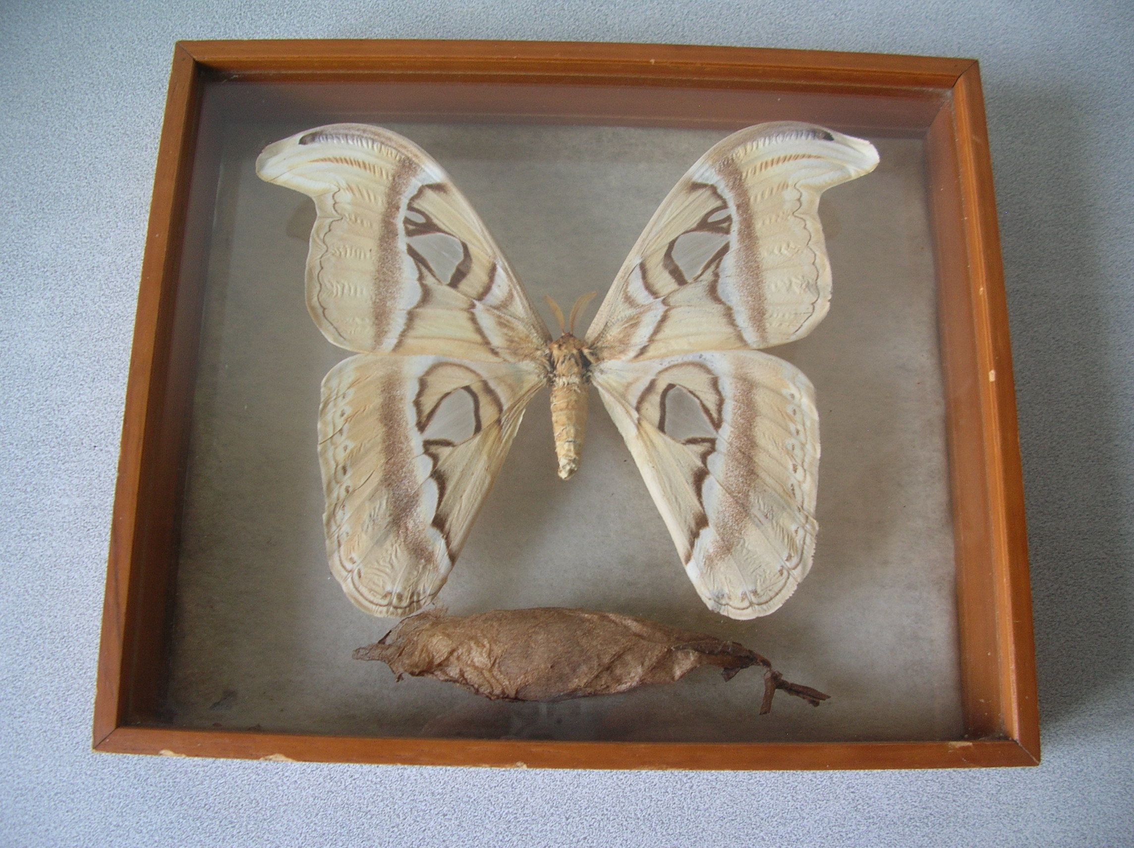 Ancient large butterfly of Formosa and cocoon chrysalis deco cabinet of curiosity entomology