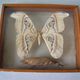 Ancient large butterfly of Formosa and cocoon chrysalis deco cabinet of curiosity entomology