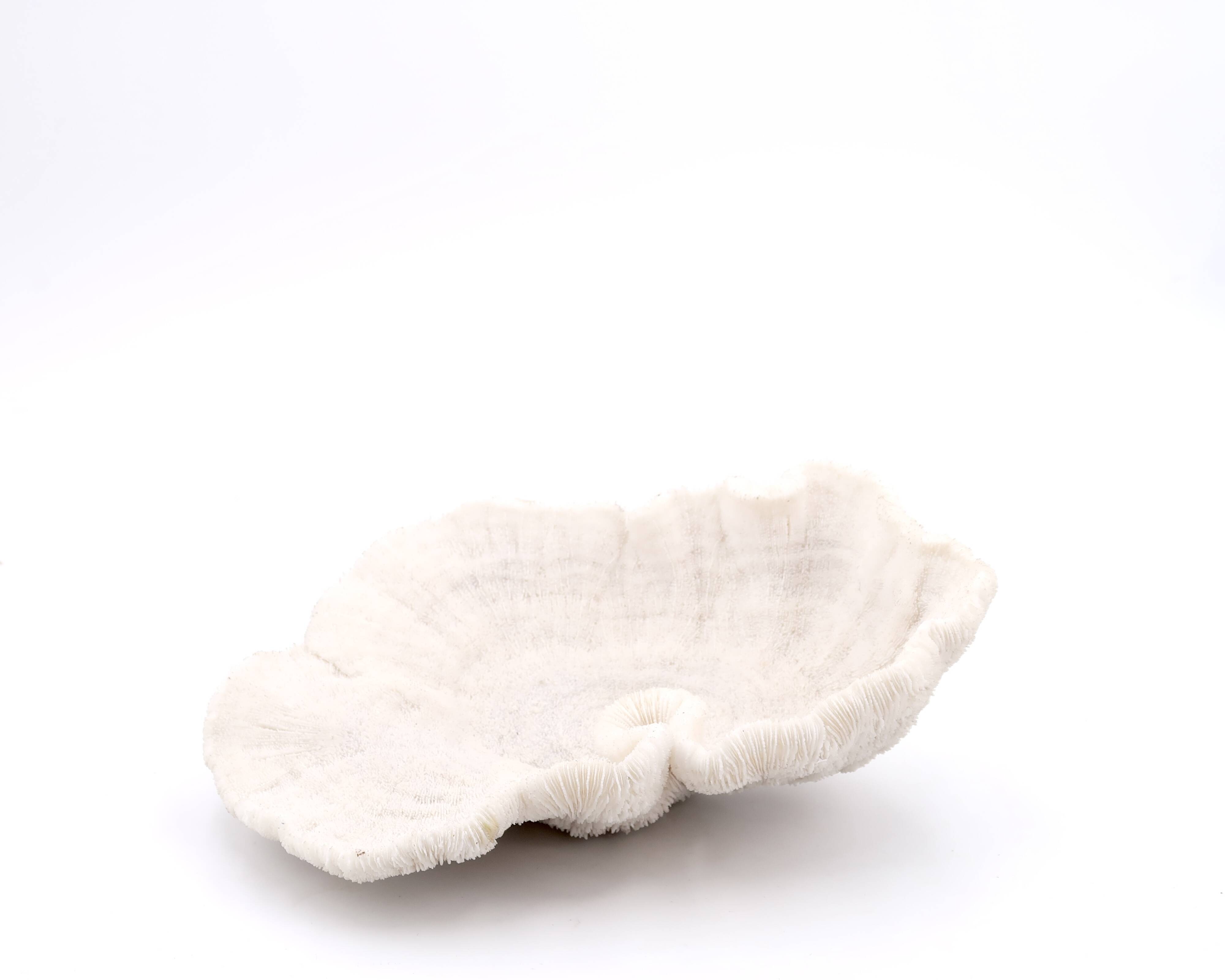 white coral empty pocket shape, cabinet of curiosities, 70s