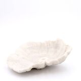 white coral empty pocket shape, cabinet of curiosities, 70s
