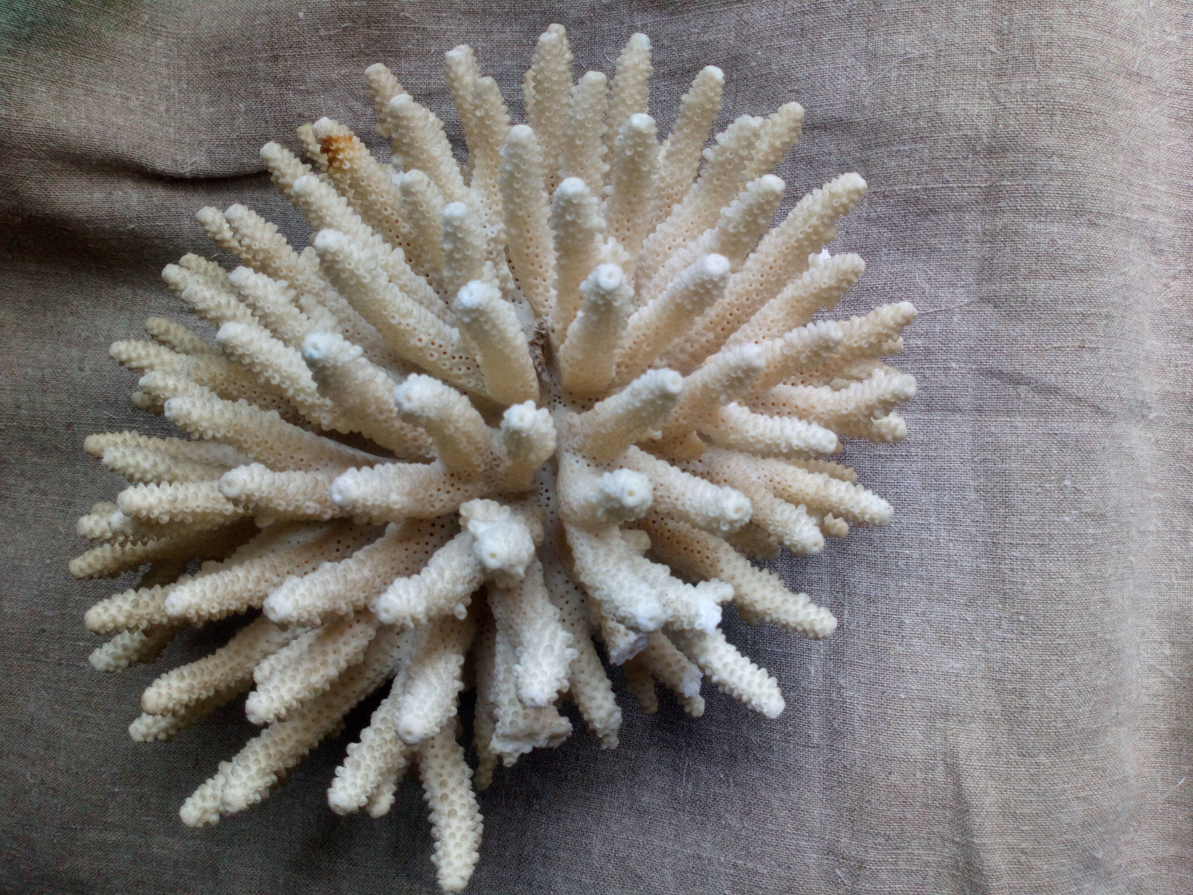 Ancient white coral bouquet
