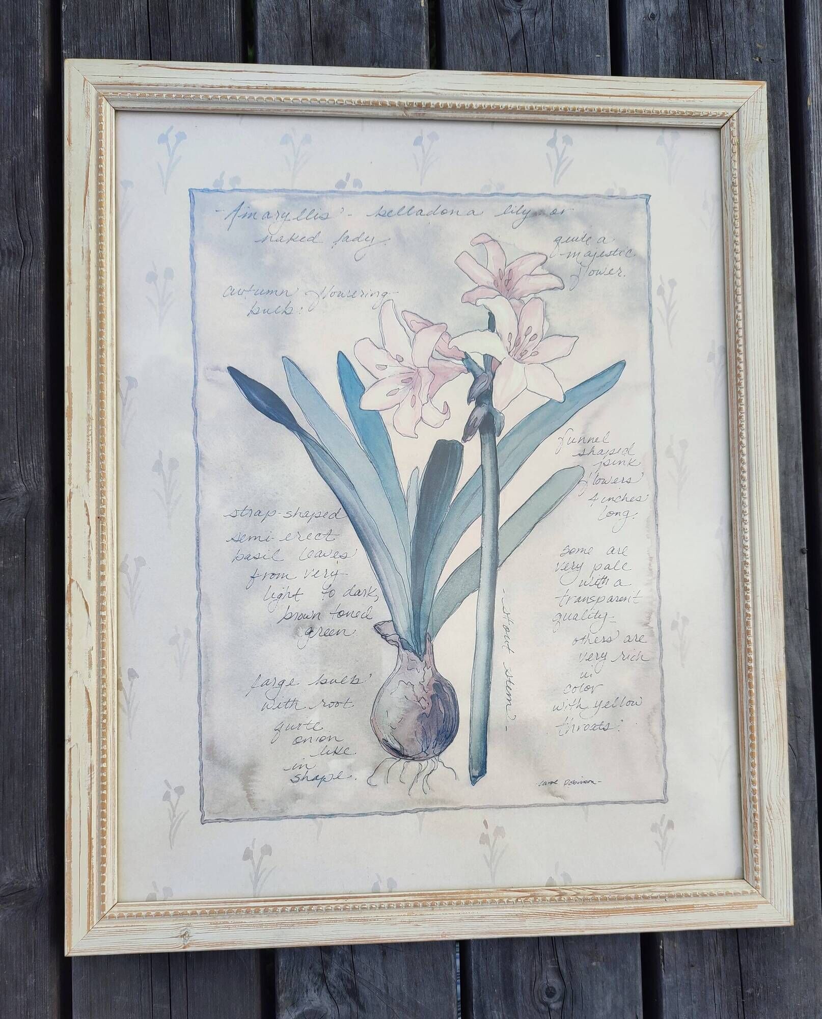 Botanical Decor Frame Illustration "Amaryllis" Carol Robinson