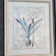 Botanical Decor Frame Illustration "Amaryllis" Carol Robinson