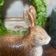 Rabbit Terrine in Slush Michel Caugant