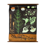 Displays educational horsetail, 1964