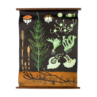 Displays educational horsetail, 1964