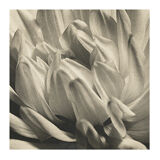 Dahlia close-up