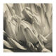 Dahlia close-up