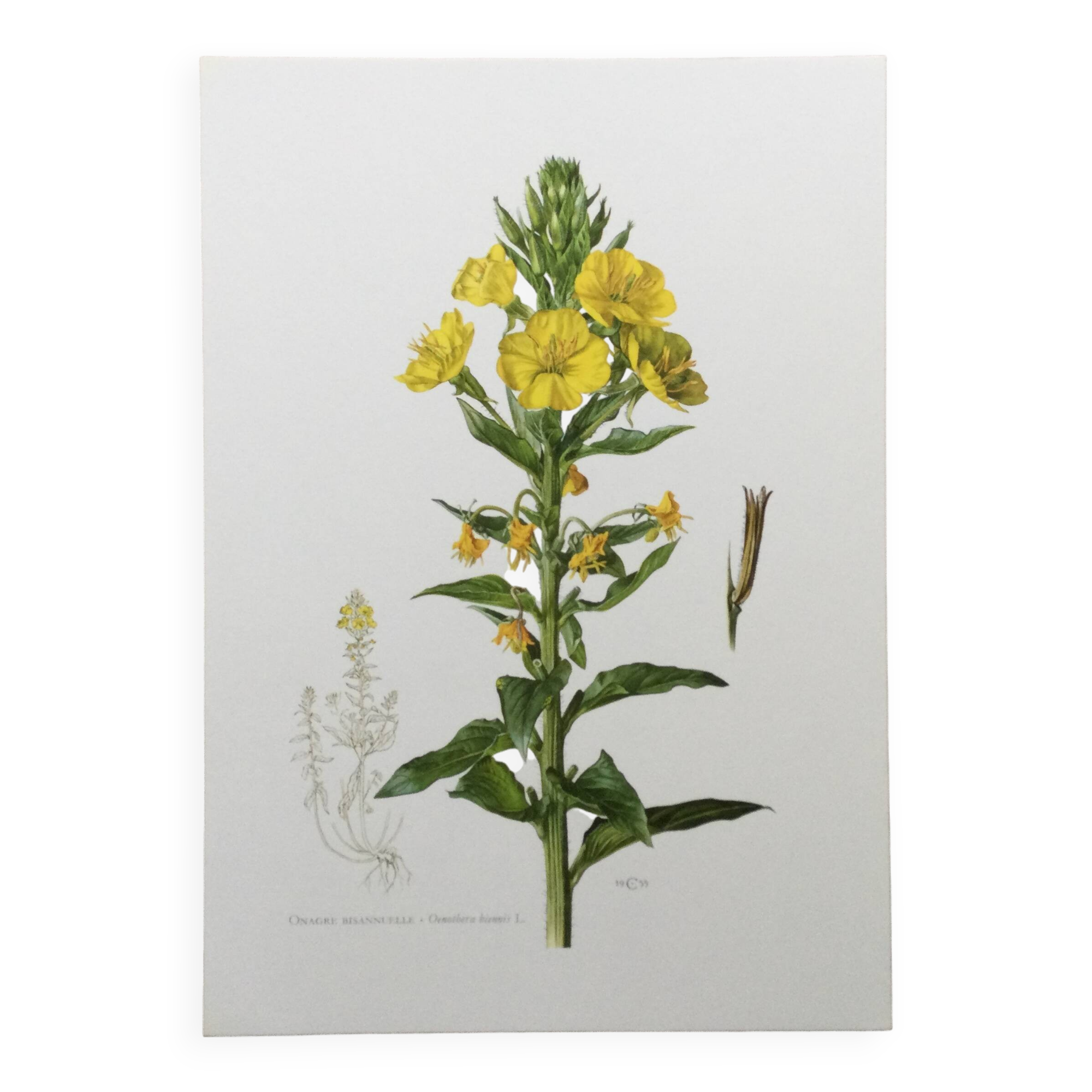 Botanical Illustration Flower Evening Primrose Vintage Print 60s