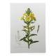 Botanical Illustration Flower Evening Primrose Vintage Print 60s