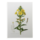 Botanical Illustration Flower Evening Primrose Vintage Print 60s