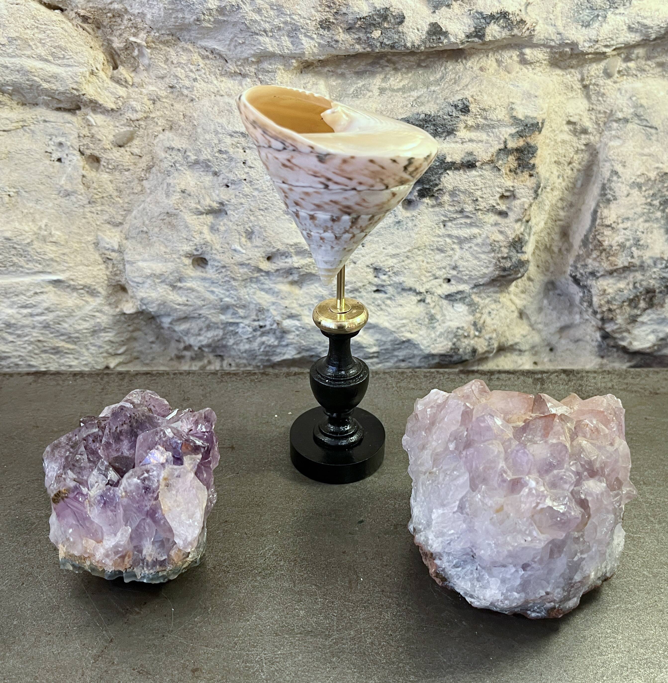 Nacre cone shell Troca on a turned black wooden base, late 19th century.