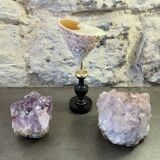 Nacre cone shell Troca on a turned black wooden base, late 19th century.